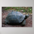 Suche nach galapagos schildkröte poster Riesenschildkröte