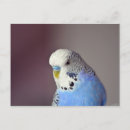 Suche nach budgie postkarten Papagei