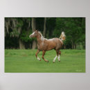 Suche nach appaloosa horse poster Running