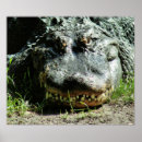 Suche nach alligator poster Reptil