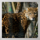 Suche nach jaguar foto poster Leopard