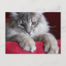 Suche nach zornig postkarten Katze