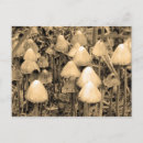 Suche nach pilz postkarten Wild