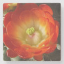 Suche nach kaktus blumen untersetzer Kakteen