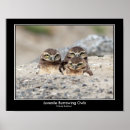 Suche nach baby eule poster Vogel