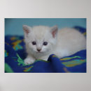 Suche nach katzenartig poster Tiere