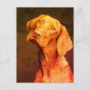 Suche nach vizsla hunde postkarten Ungarischer zeiger