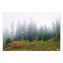 Suche nach baum der freiheit poster Fotografie