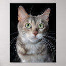 Suche nach bengalische poster Wand