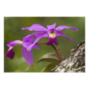 Suche nach cattleya poster Wachstum
