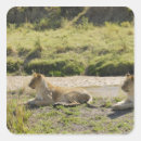 Suche nach panthera aufkleber Natur