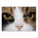 Suche nach kaliko postkarten Miezekatze