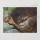 Suche nach pongo poster Adam jones