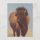 Suche nach bison postkarten Südwesten