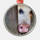 Suche nach niedliches schwein ornamente Nutztiere