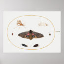 Suche nach vintage butterfly poster Insekt