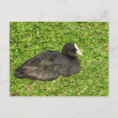 Suche nach cooter Tierwelt