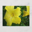 Suche nach gelber hibiskus postkarten Tropisch