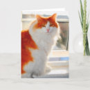 Suche nach waldkatze karten Katzen
