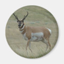 Suche nach hörner magnete Antilope