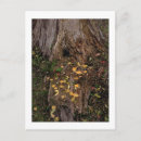 Suche nach baumstumpf poster Herbst