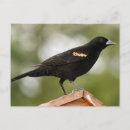 Suche nach rote flügel postkarten Vögel