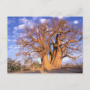 Suche nach okavango postkarten Safari