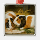 Suche nach guinea ornamente Hamster