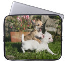 Suche nach kitz hüllen Chihuahua