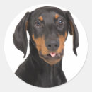 Suche nach dobermann aufkleber Pinscher