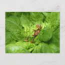 Suche nach salat postkarten Sommer