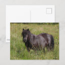 Suche nach shetlandpony postkarten Rasse