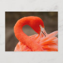 Suche nach amerikanischer flamingo postkarten Wildtiere