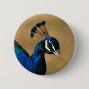 Suche nach blauer pfau buttons Vogel