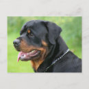 Suche nach rottweiler postkarten Haustier