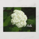 Suche nach hydrangeas postkarten Natur