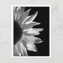 Suche nach einfarbig postkarten Blume