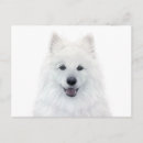 Suche nach samoyed postkarten Weiß
