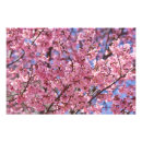 Suche nach japanischer kirschbaum poster Kirschbäume