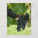 Suche nach weintraube postkarten Weinberg