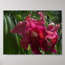 Suche nach exotische orchideen poster Pflanze