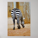 Suche nach zebra kunst poster Natur