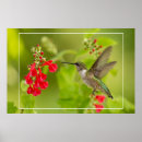 Suche nach salvia poster Grün