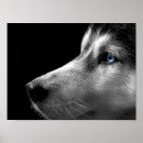 Suche nach siberian husky poster Niedlich