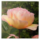 Suche nach aprikose fliesen Rosa
