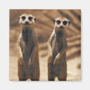 Suche nach meerkats magnete Lustig