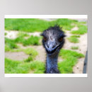 Suche nach cassowary poster Australien