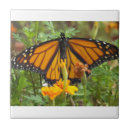 Suche nach butterfly fliesen Quelle