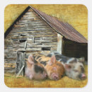 Suche nach kleines schwein aufkleber Ferkel