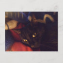 Suche nach miezekatze postkarten Katzenartig
